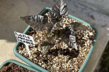 Purple Carolina Reaper