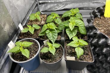 First time grower, should I repot them (or the big one at least), also can I use veg and flower fertilizer I have for cannabis?