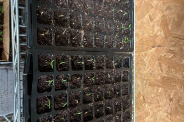 Almost 4 Weeks, How are they doing