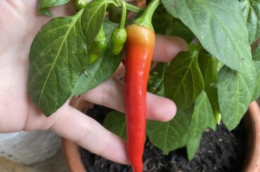 Can you help me ID this hot pepper plant?