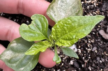 What is going on with my Carolina reaper plants?