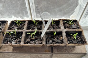 Up-potting