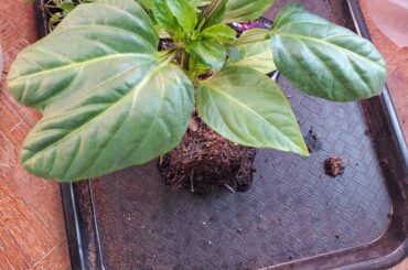 Funny looking banana pepper
