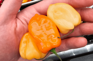 What kind of Habanero are the side two? On camera they look yellow but to the naked eye they're between white and peach colored. Incredibly fruity and flavorful, not nearly as hot as a regular one.