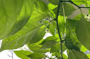 Pepper update