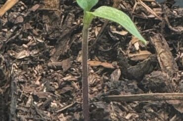 Purple seedling stems- to worry or not to worry?