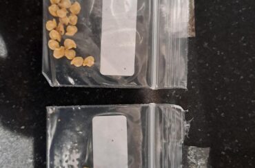 Help saving seeds