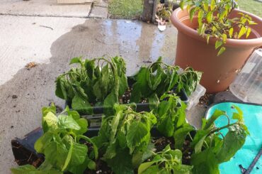 So we went on our first family holiday with our 3 yr old son, how did our plants survive..?