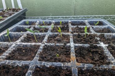 Peppers