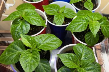 Scotch bonnets