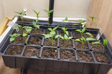 Should I increase lightning or what else to do?