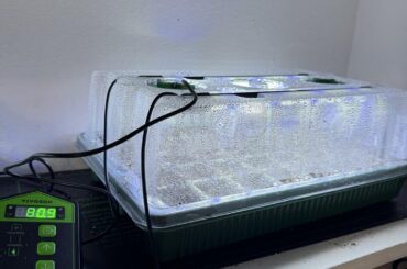 Day 8 of Seed Germination