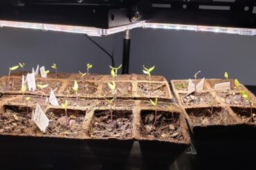 Sprouted 1st of Feb and no true leaves after over a month