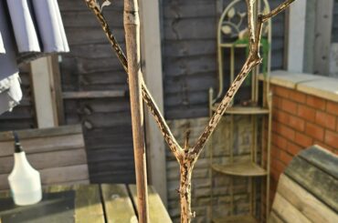 Is it time to start again? (Hungarian Wax Pepper)