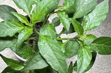 Anyone know causes these rough bumps on the leaves of my Thai Bird Chili?