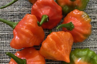 What kind of peppers are these?