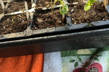 What happened to my pepper plants