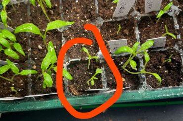 Why are some of my pepper seedlings looking like this, I have had a humidy dome on and some look like this, and on other trays that don’t have a dome some have been developing like this as well