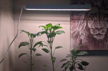 Affordable grow light recommendations?