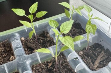Getting ready to up pot this week