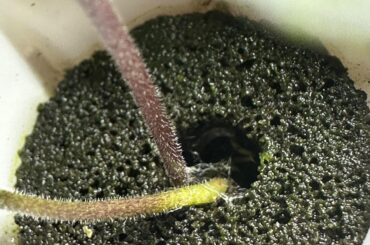 Larvae in soil?