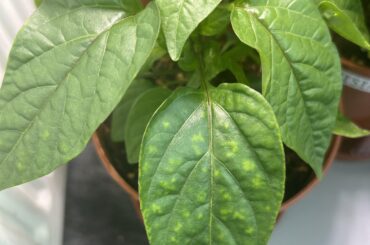 Why are the leafs dotted like this?