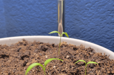 Scotch Bonnets