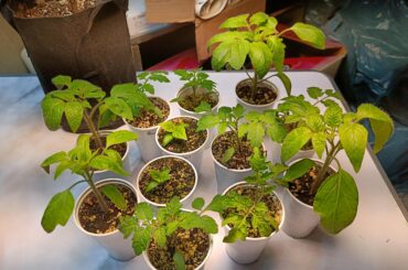 Got a new Grow light