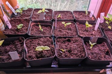 A variety of sprouts at a variety of sizes.