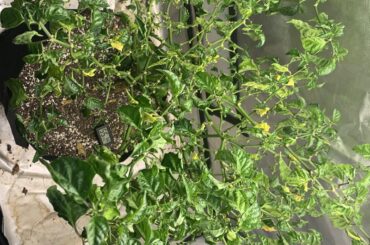 Help with pepper please