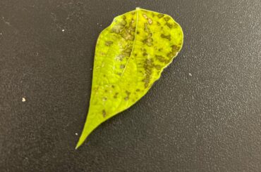 What’s wrong with the pepper leaf?