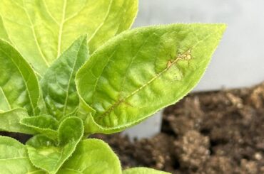 Is this browning near the leaf veins concerning?