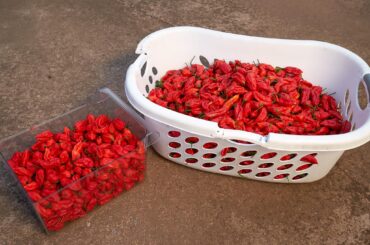 Finally got around to harvesting some of the Ghost Peppers. 6.8kg's