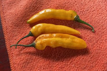 What chili is this
