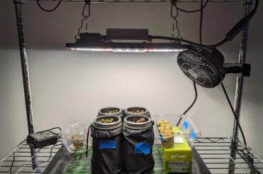 Is this light height okay for seedling growth?