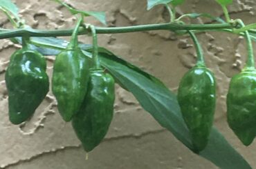 What pepper is this?