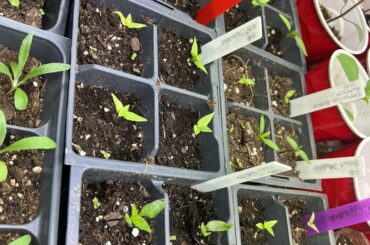 4 weeks old. How are they doing?