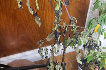 Overwintering a dracula