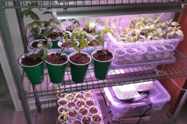 The Various Stages