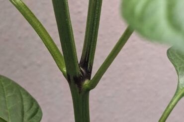 Are these purple spots bad? I googled it and it said this on bell peppers isn't good.