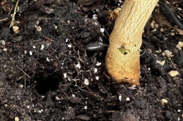 Isopods in my Serrano’s Soil
