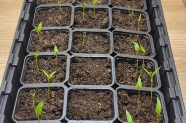 Seedling problem!