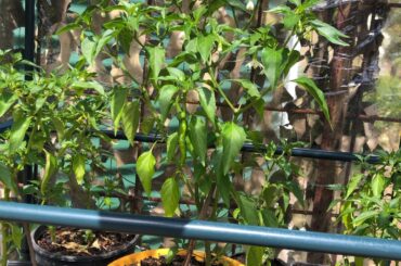 First time growing literally anything