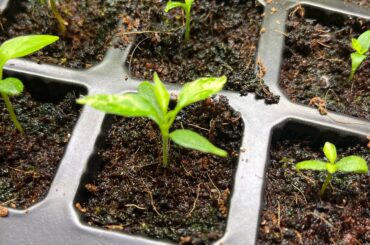 White Spots on Habanero