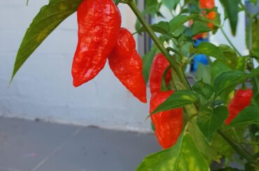 So I made my Chilli Oil with my first home-grown batch of Superhots (Ghosts)