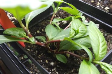 Another round of: "Weed or Pepper?"