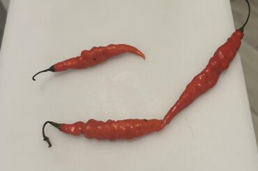 Peru jungle pepper ID