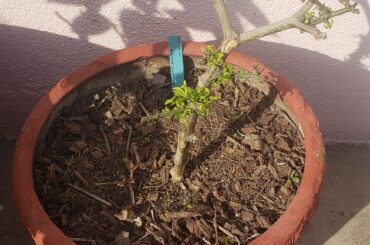Overwintering gone wrong?