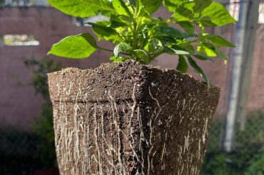 White Ghost Root Porn