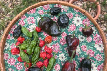 What kind of peppers do you see here?